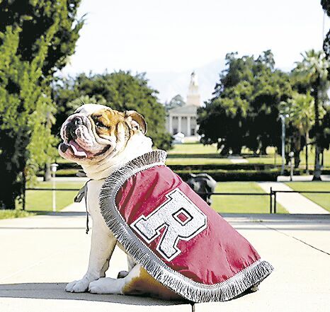 Addie, the University of Redlands seventh official mascot